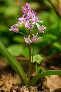 Scilla bifolia flower in spring time plant Stock Photos