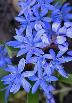 Scilla bifolia 스톡 사진