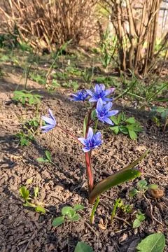 Scilla bifolia (two-leaf squill), a perennial bulbous plant, often called b.. Stock Photos