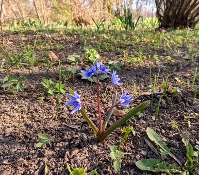 Scilla bifolia (two-leaf squill), a perennial bulbous plant, often called b.. Stock Photos