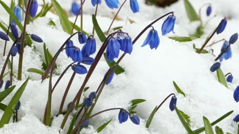Scilla blue flowers Stock Footage 106527131
