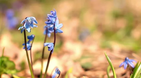 Scilla. Blue spring flowers. Stock Footage 55726933