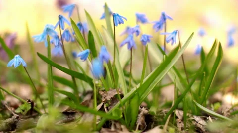 Scilla. Blue spring flowers. Stock Footage 55726997