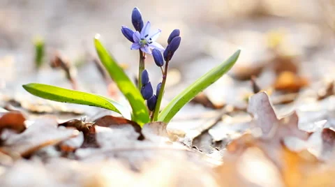 Scilla. Blue spring flowers. Stock Footage 55728060