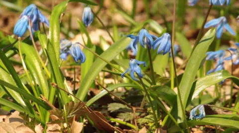 Scilla. Dolly shot. Stock Footage 55727085