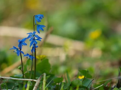 Scilla flower Stock Photos