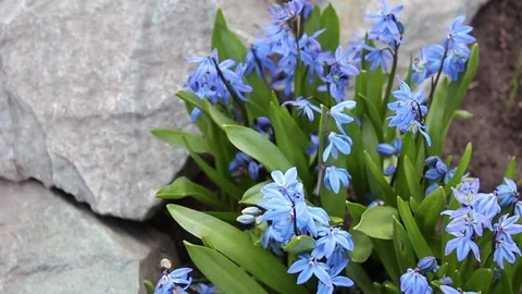 Scilla flowers spring bloom in the garden Vídeos de archivo 82616776