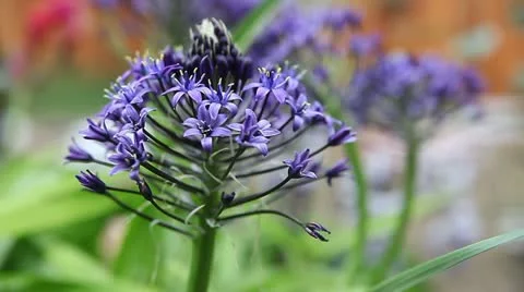 Scilla flowers in spring 스톡 동영상 22359822