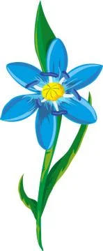Scilla Stock Illustration