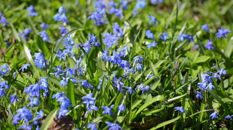 Scilla or bluebell 動画素材 62741435