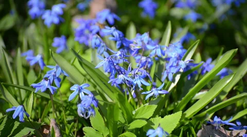 Scilla or bluebell Stock-Footage 62741466