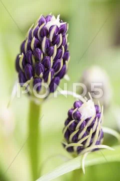 Scilla peruviana flower buds Stock Photos