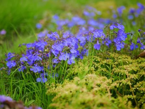 Scilla 스톡 사진