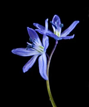 Scilla Stock Photos