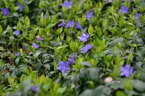 Scilla section Chionodoxa Stock Photos
