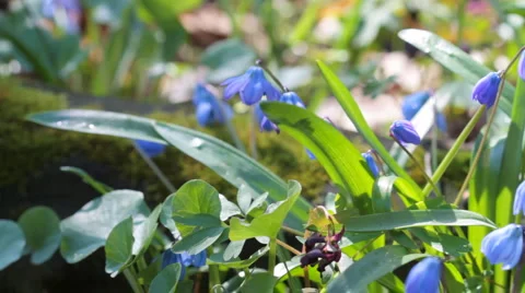 Scilla. Shot with slider. Stock Footage 4281164