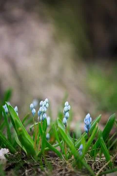 Scilla siberica flower in park at springtime Stock Photos