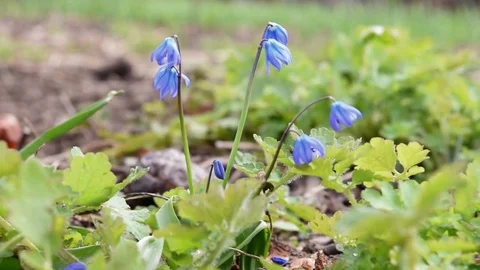 Scilla siberica Video stock 74475403