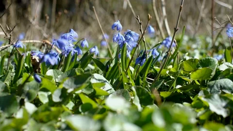 Scilla siberica. Stock Footage 185147518