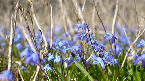 Scilla siberica. Stock Footage 185148245