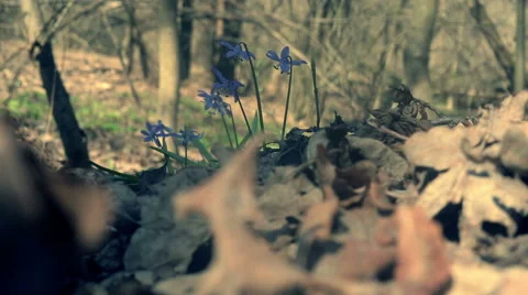 Scilla. Snowdrop in the wood Stock Footage 51619208