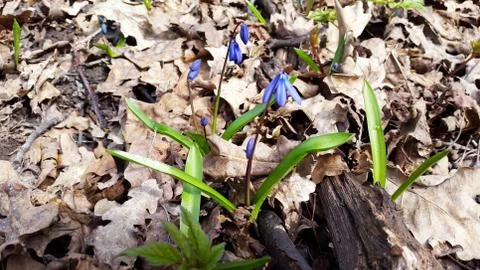 Scilla in spring forest Foto stock