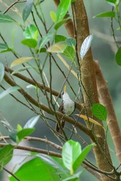 A scimitar babbler perches on a tree branch at Sinharaja Forest Reserve. Ende Stock Photos