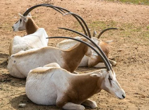 Scimitar-Horned Oryx family Stock Photos
