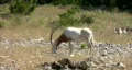 Scimitar Horned Oryx feeding HD Vídeo HD