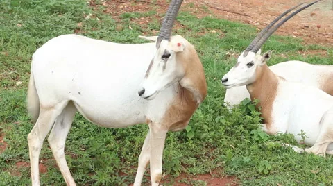 Scimitar-Horned Oryx Stock Footage 48631607