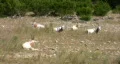 Scimitar Horned Oryx herd laying down HD Vídeo HD