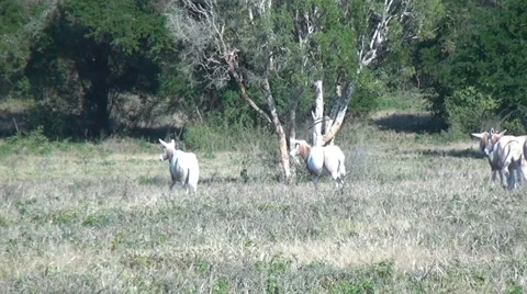 Scimitar Horned Oryx Herd-Walking Stock Footage 62651700