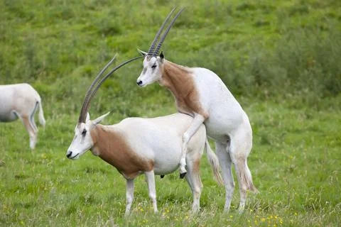 Scimitar-horned oryx mating Stock Photos