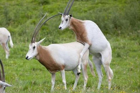 Scimitar-horned oryx mating Stock Photos