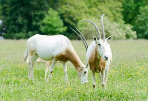 Scimitar horned oryx Stock Photos