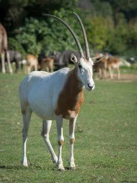 Scimitar-horned oryx Stock Photos