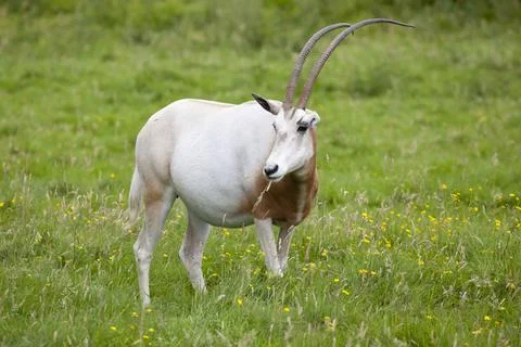 Scimitar-horned oryx Stock Photos