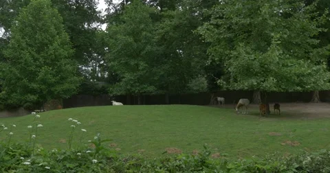 Scimitar-Horned Oryxes And Two Does Are Grazing under Tree Stock Footage 51612688