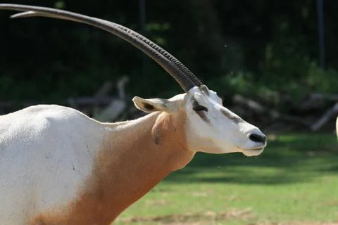 Scimitar horns oryx into the wild Stock Photos