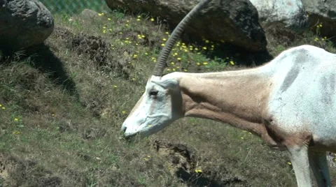 Scimitar Oryx Eating Grass, Slow Motion Vídeos de archivo 65761189