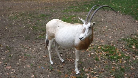 Scimitar oryx grazing on grass 스톡 동영상 97143918