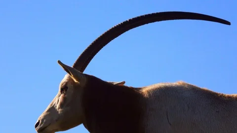 The scimitar oryx or scimitar-horned oryx (Oryx dammah), also known as the Stock Footage 86294261