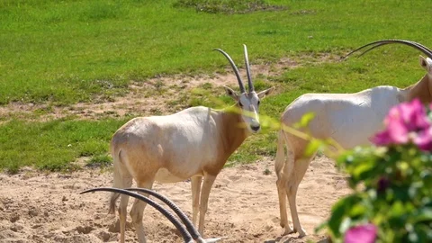 Scimitar oryx or scimitar-horned oryx (Oryx dammah, Sahara or algazel), is on Stock Footage 115831268