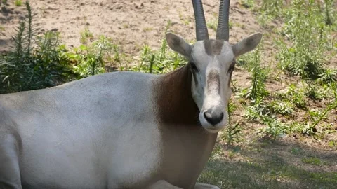 Scimitar oryx (Oryx dammah) Video stock 221360824