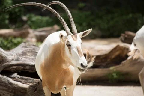 Scimitar Oryx Stock Photos