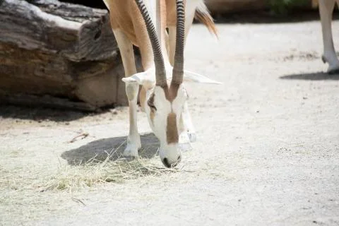 Scimitar Oryx Stock Photos