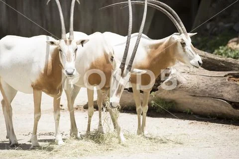 Scimitar Oryx Stock Photos