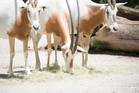 Scimitar Oryx Stock Photos