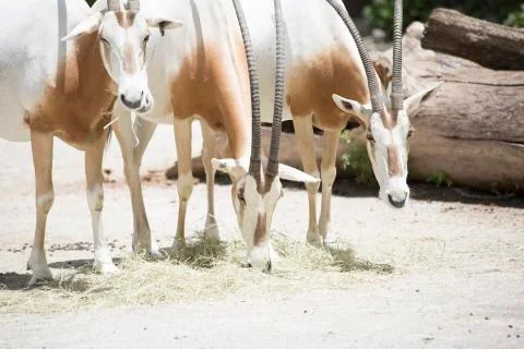 Scimitar Oryx Foto stock