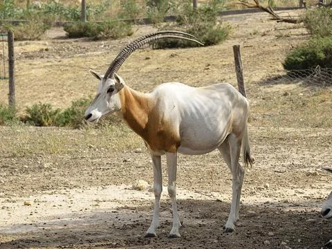 Scimitar oryx Foto stock
